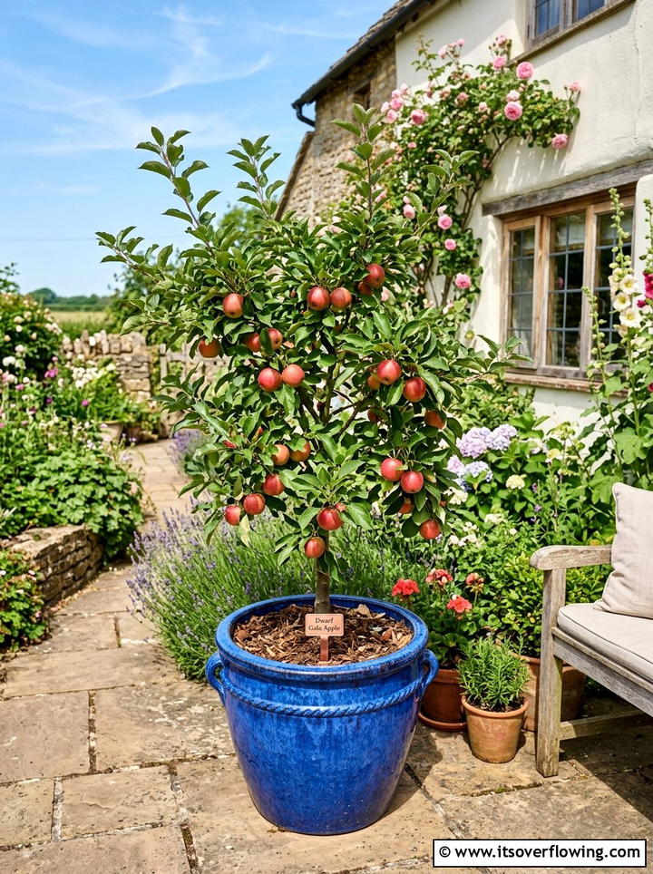 Potted Fruit Tree - 25 small garden ideas with cottage style