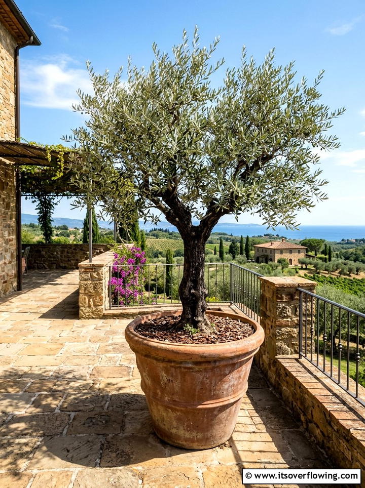 Potted Olive Tree - 25 garden ideas for boho style