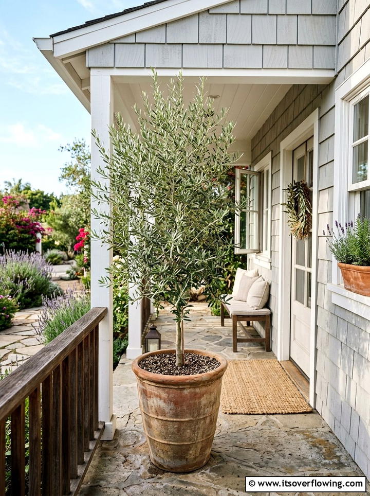 Potted Olive Tree - 25 front porch decor ideas with rustic accents
