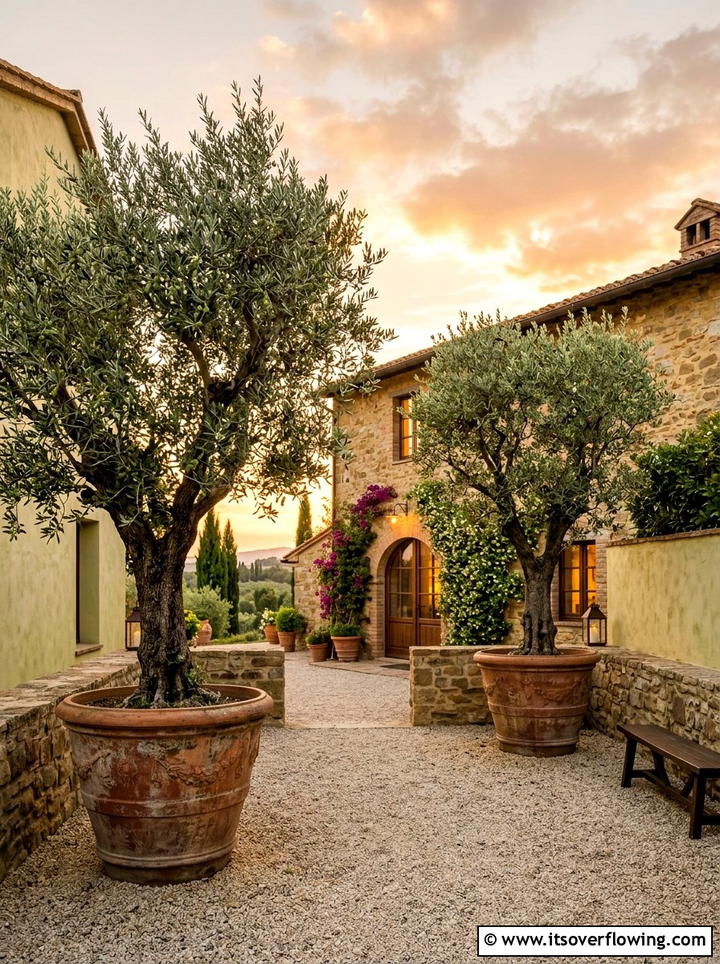Potted Olive Trees - 25 garden ideas for courtyards