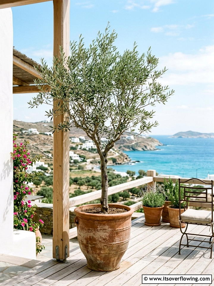 Potted Olive Trees - 25 front porch ideas with plants