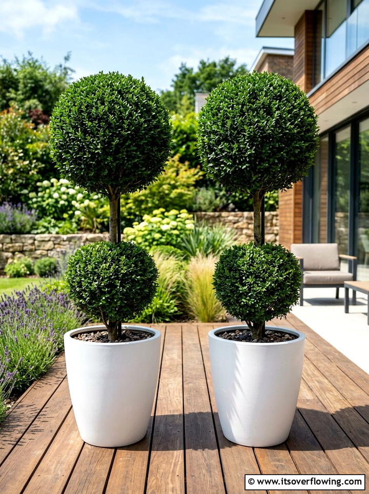 Potted Topiary Tree - 25 creative garden ideas with topiary shapes