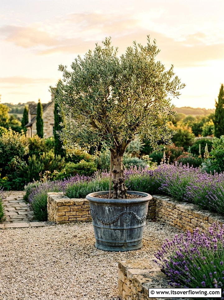 Potted Tree Feature - 25 garden ideas low maintenance