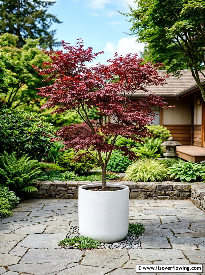 Potted Tree Focal Point - 25 small garden ideas with minimalist style