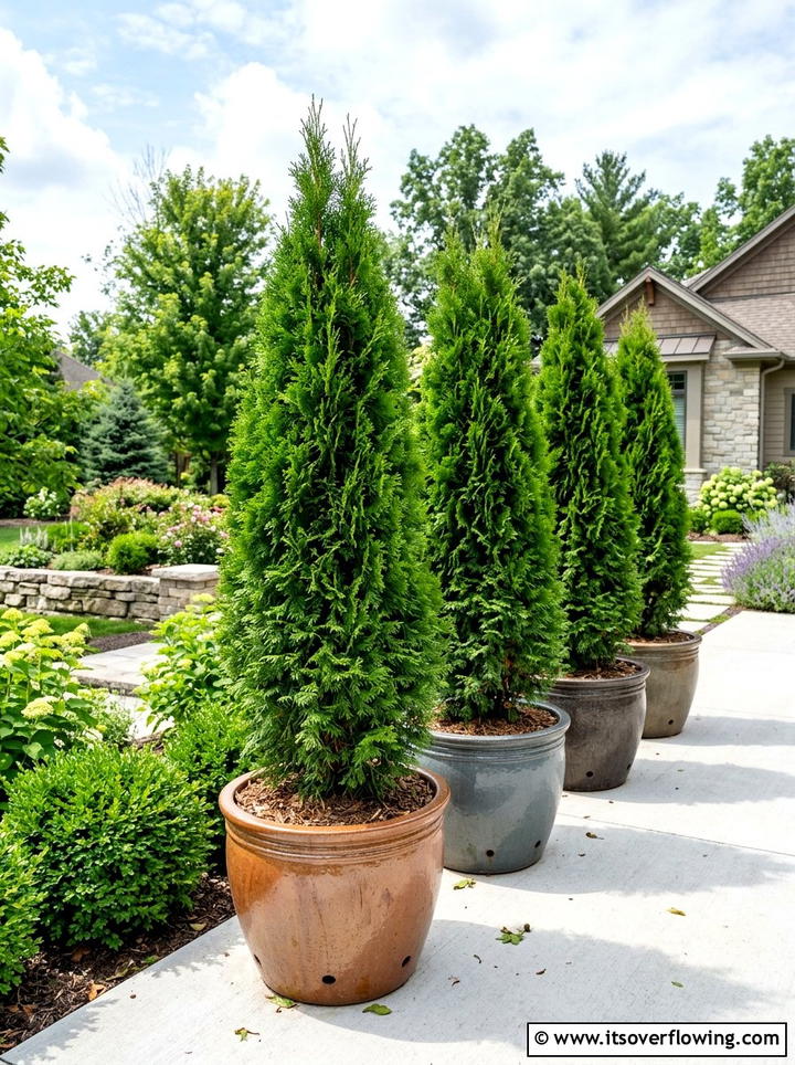 Potted cedar trees - 25 small garden ideas with privacy screens