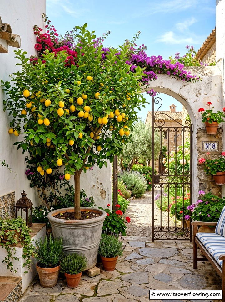 Potted citrus tree - 25 garden decor ideas for small gardens
