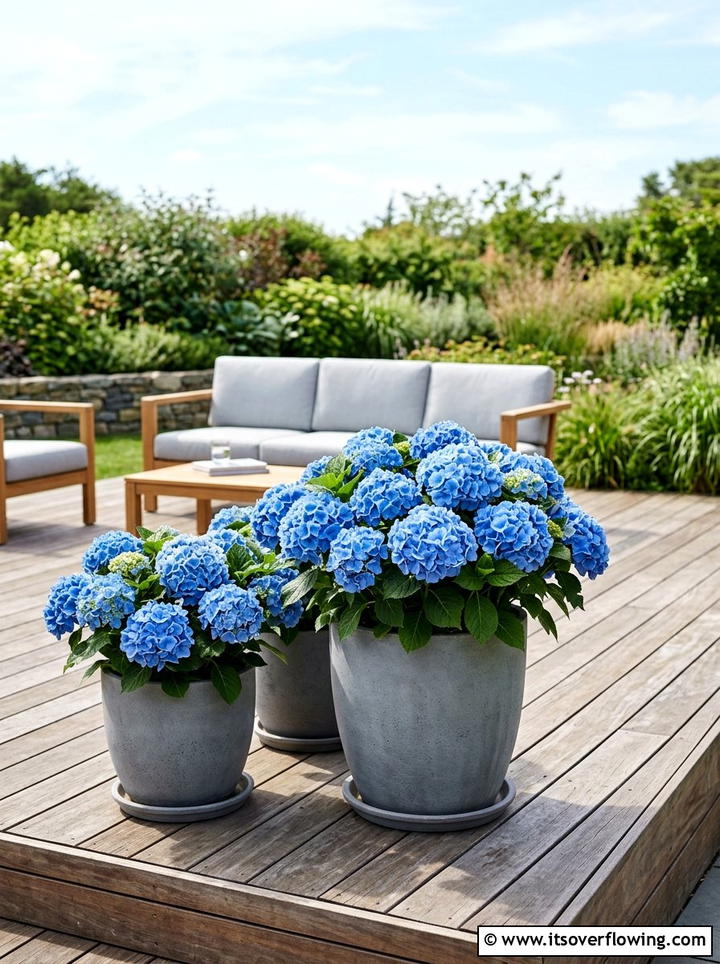 Potted hydrangeas for patio - 25 garden ideas with hydrangeas