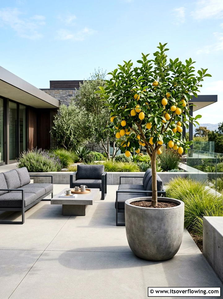 Potted lemon tree patio - 25 garden ideas with fruit trees