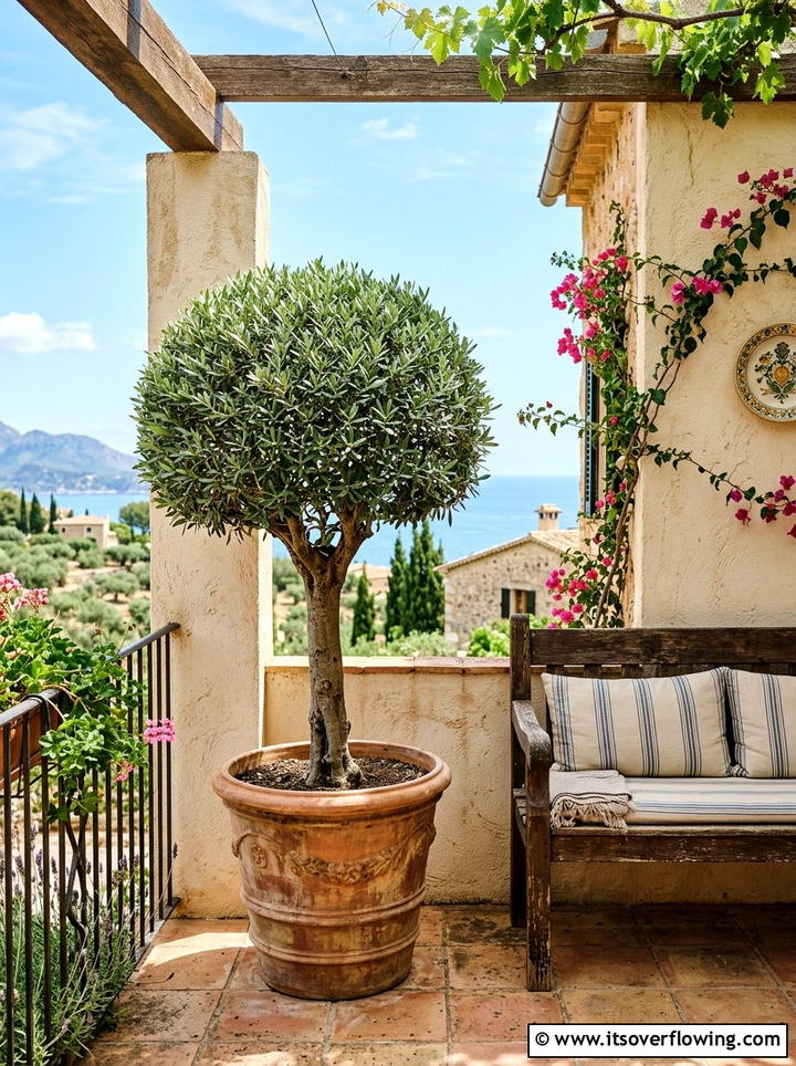 Potted olive tree topiary - 25 front porch ideas with topiaries