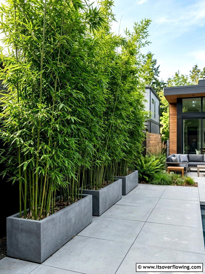 Privacy Bamboo Screen - 25 backyard decorating ideas with potted trees