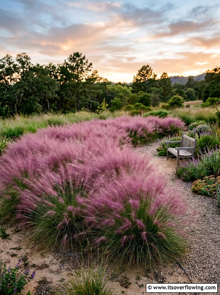 Purple Love Grass Mass Planting - 25 garden design ideas with native grasses