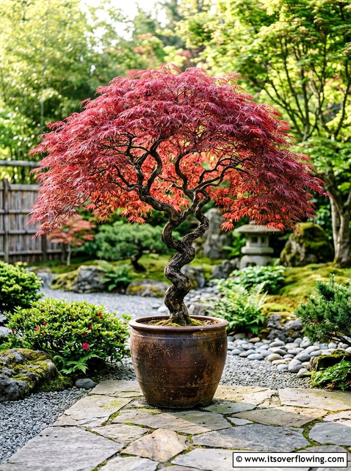 Red Japanese Maple - 25 garden decor ideas for zen gardens