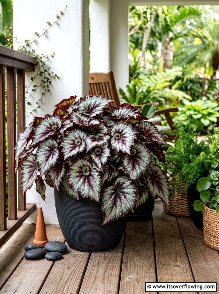 Rex Begonia Foliage - 25 front porch ideas with shade plants