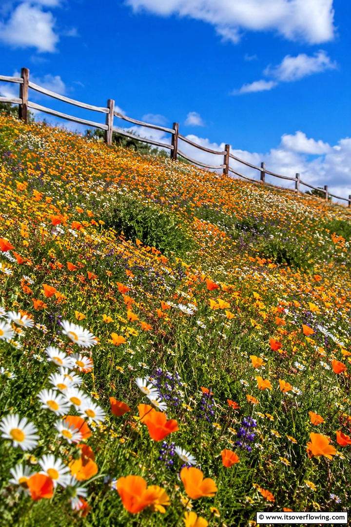 Rustic Wildflower Meadow - 30 Sloped Garden Ideas to Transform Challenging Yards