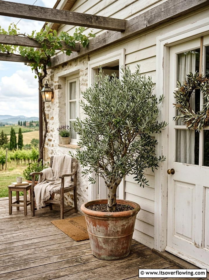 Rustic farmhouse porch olive tree - 25 front porch decor ideas with mini trees