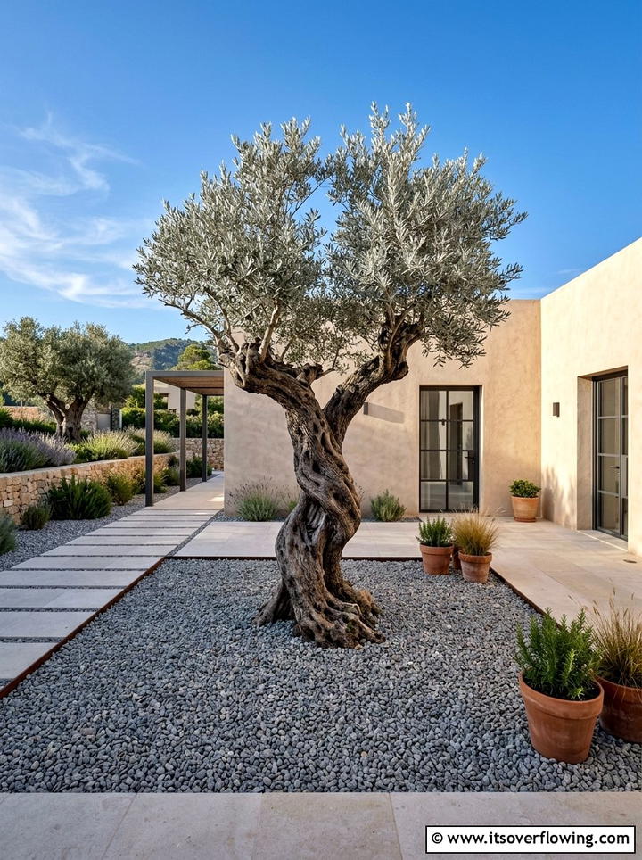 Sculptural Olive Tree - 25 garden decor ideas with minimalist accents