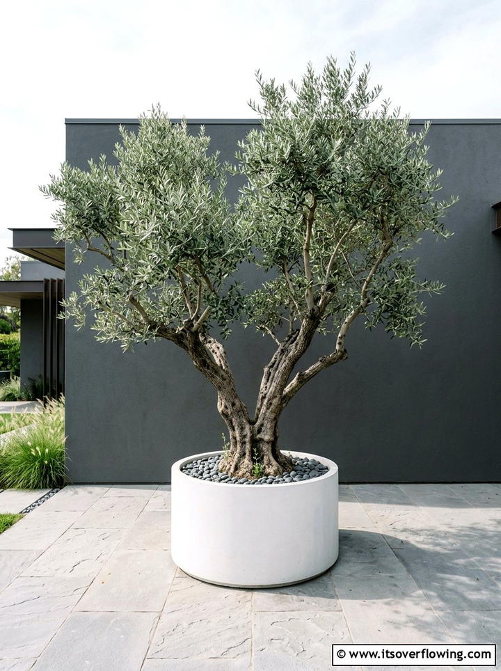 Sculptural Plant - 25 garden ideas for modern homes