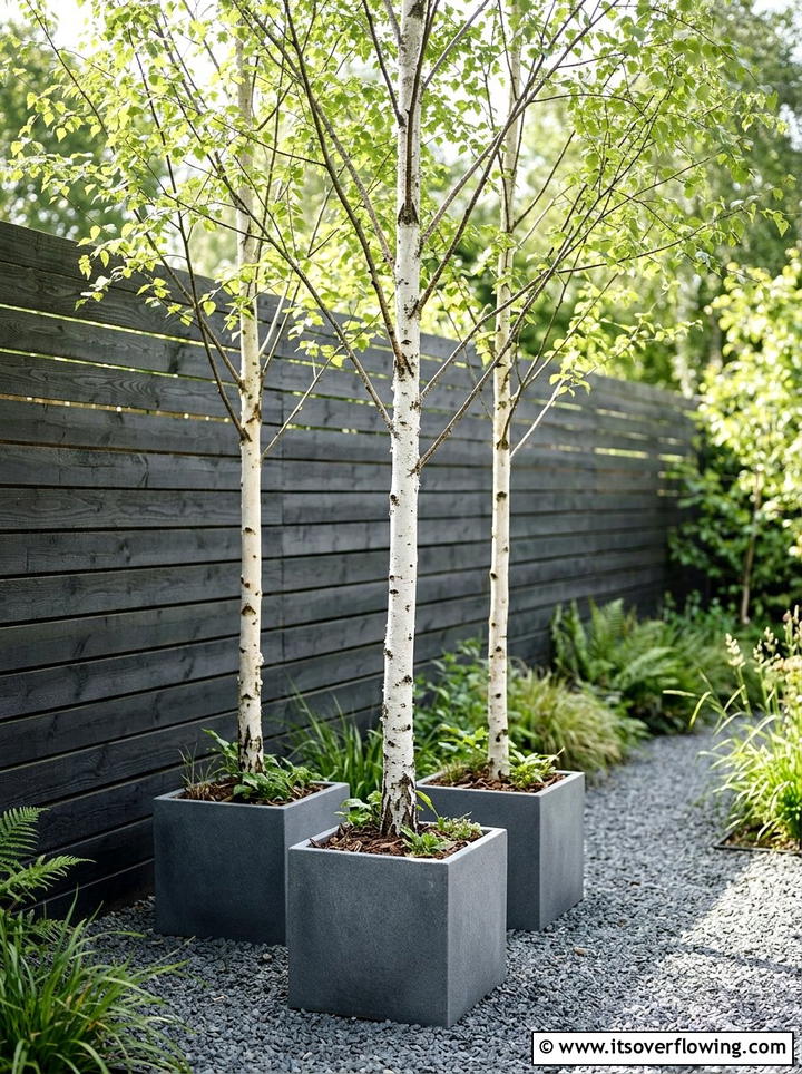 Silver Birch Cluster - 25 backyard decorating ideas with potted trees