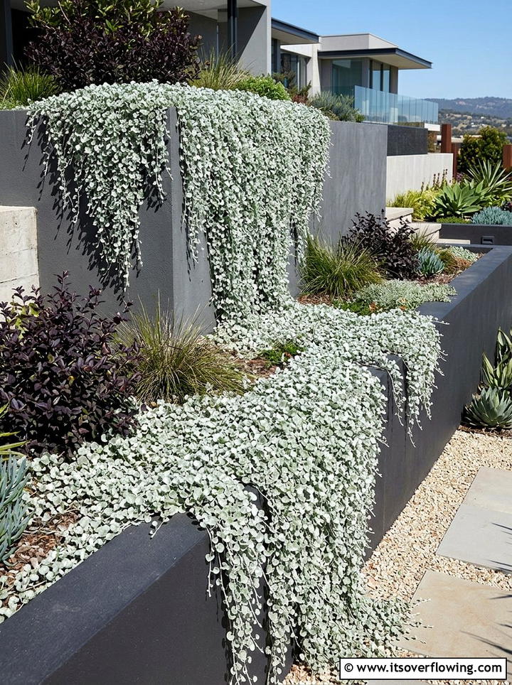 Silver Ponyfoot Trail - 25 backyard ideas with ground cover plants