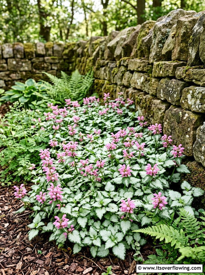 Spotted Dead Nettle - 25 backyard ideas with ground cover plants