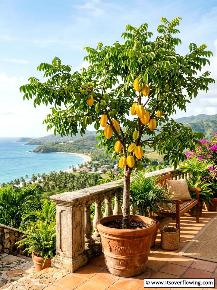 Starfruit Container Tree - 25 creative garden ideas with patio fruit trees