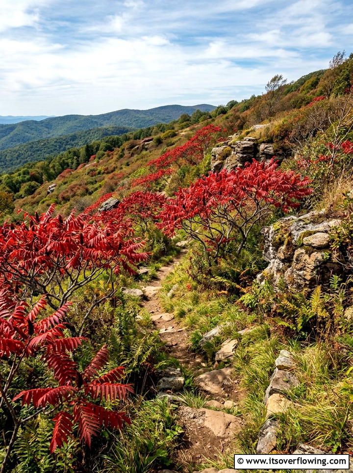 Sumac tree foliage - 25 creative garden ideas for fall color