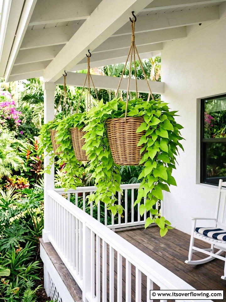 Sweet Potato Vine Baskets - 25 front porch ideas with edible plants