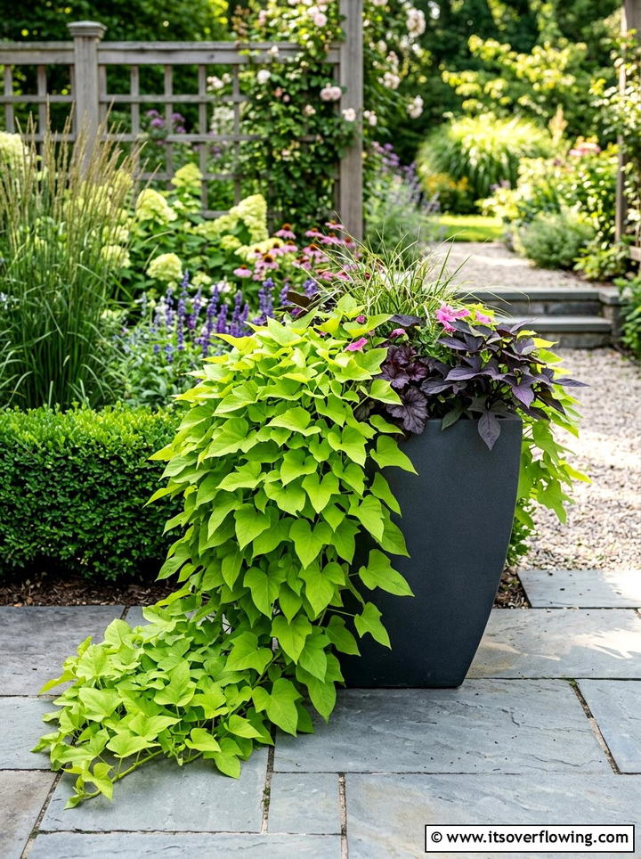 Sweet potato vine in mixed containers - 25 front porch ideas with sun loving plants