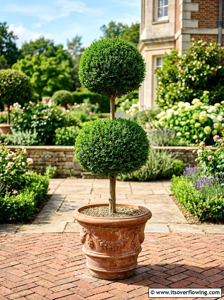 Tiered Lollipop Bush - 25 creative garden ideas with topiary shapes