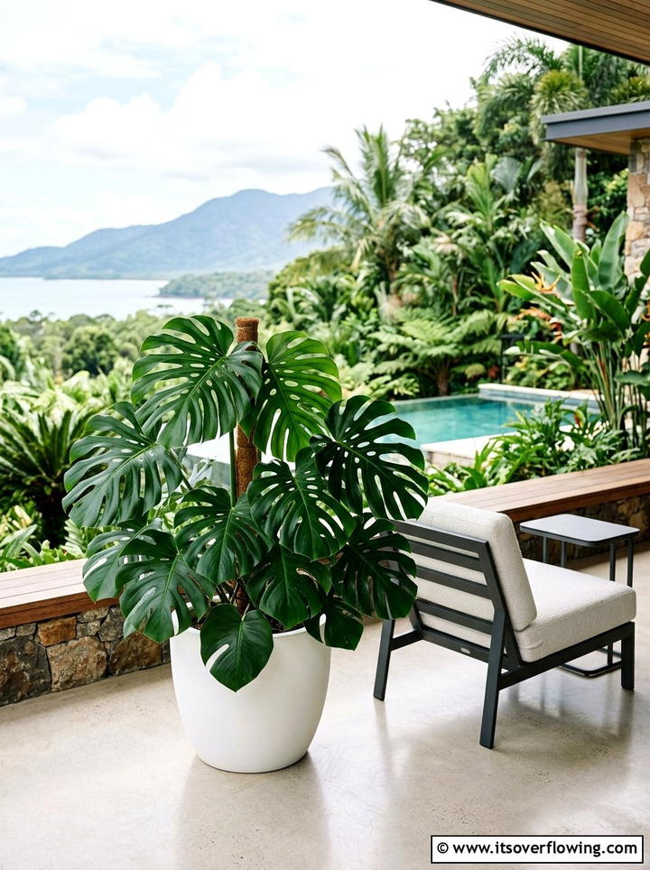 Tropical Leaf Plant - 25 small garden ideas for balcony