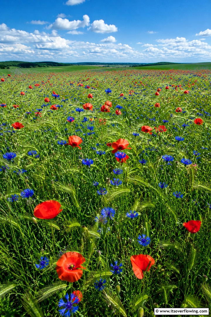 Vibrant Wildflower Meadow - 30 Sensory Garden Ideas to Engage All Five Senses