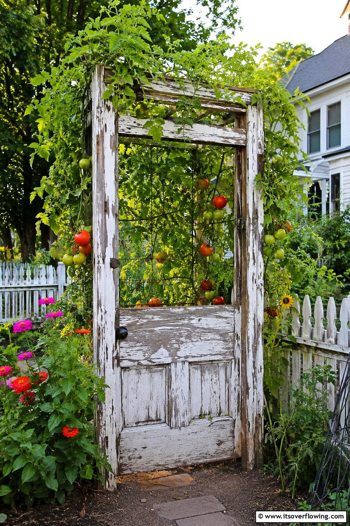 Vintage Door Trellis - 30 Tomato Trellis Ideas for Healthy & Space-Saving Gardens