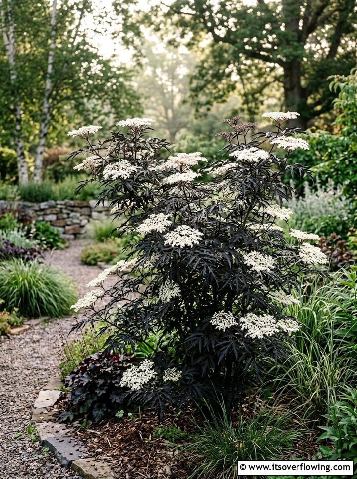 White Blooming Shrubs With Dark Foliage - 25 creative garden ideas with black and white gardens