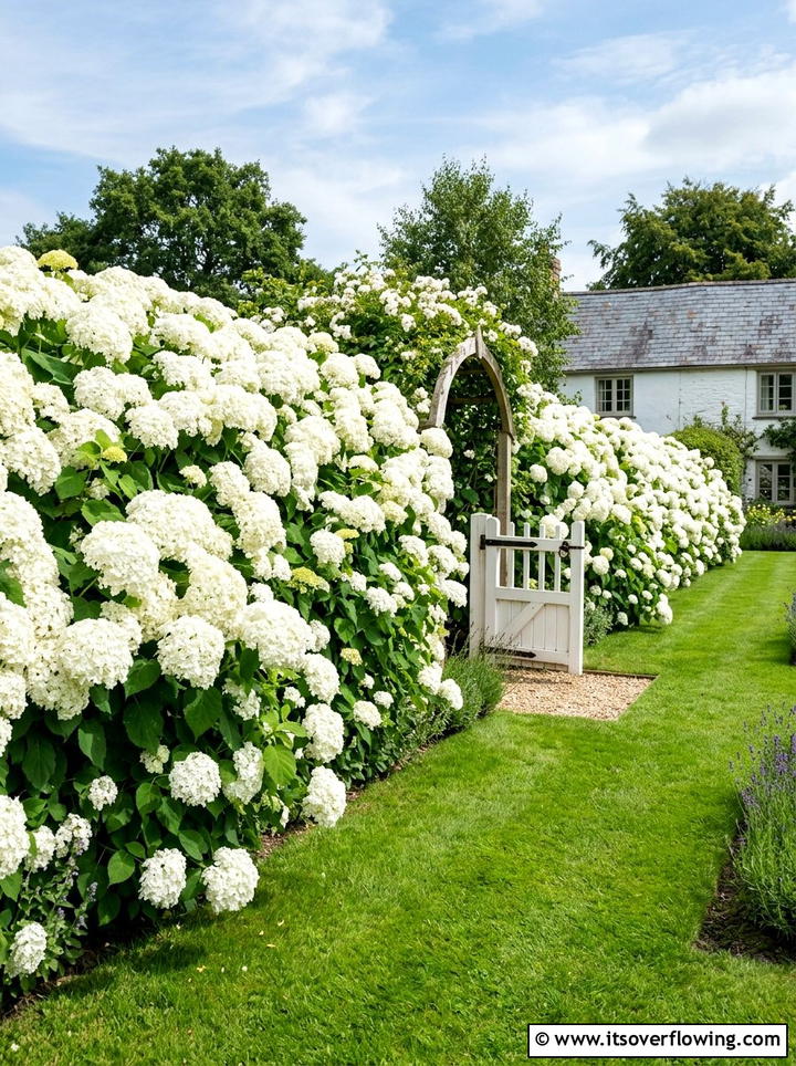 White Hydrangea Garden Hedge - 25 garden design ideas with monochrome plants