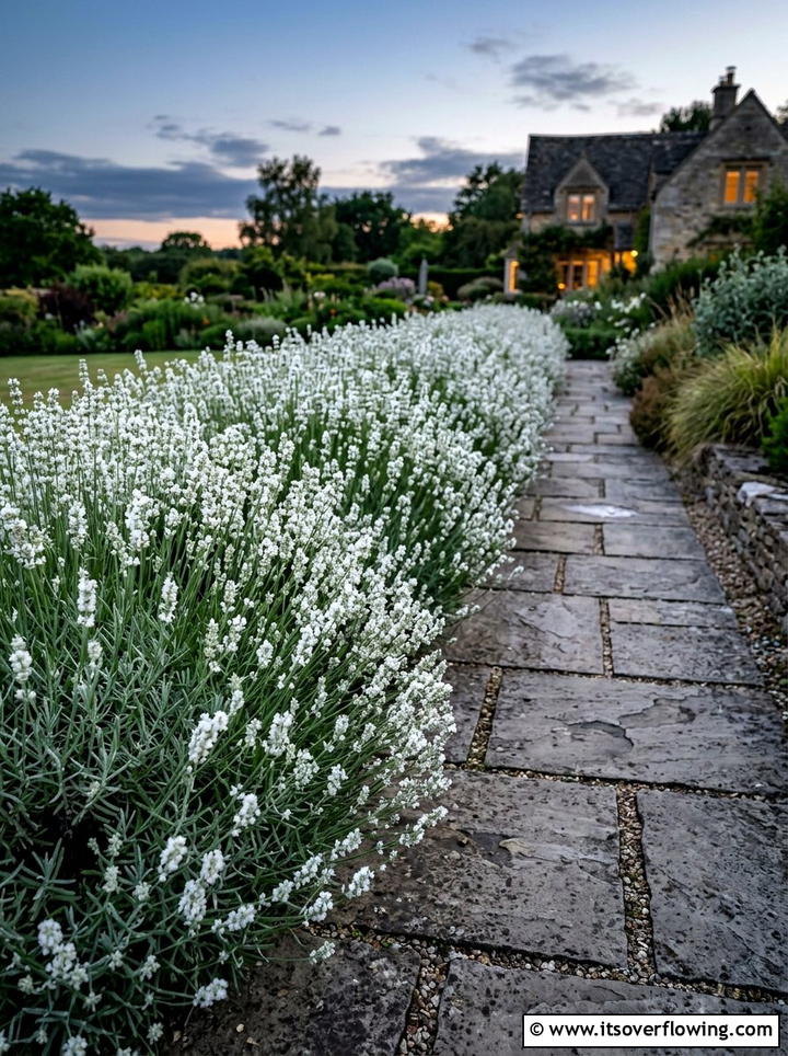 White Lavender Garden Hedge - 25 creative garden ideas with moon gardens