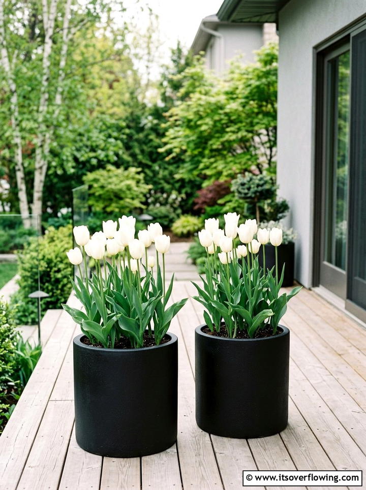 White Tulips In Black Planters - 25 creative garden ideas with black and white gardens