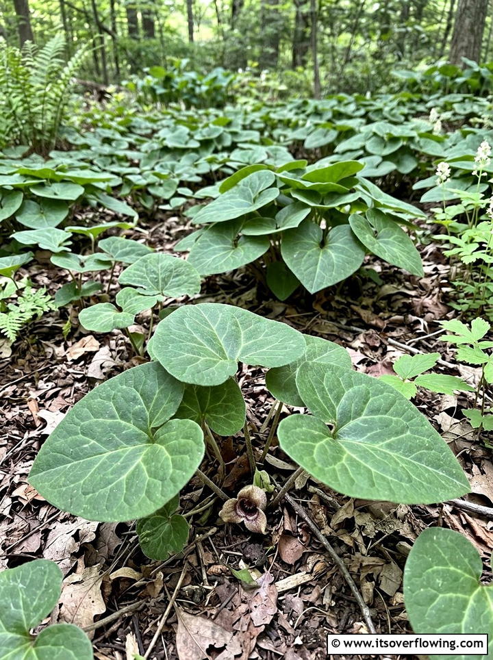 Wild Ginger Native - 25 backyard ideas with ground cover plants