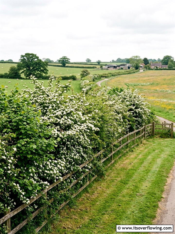 Wildlife hedge - 25 creative garden ideas for rural homes