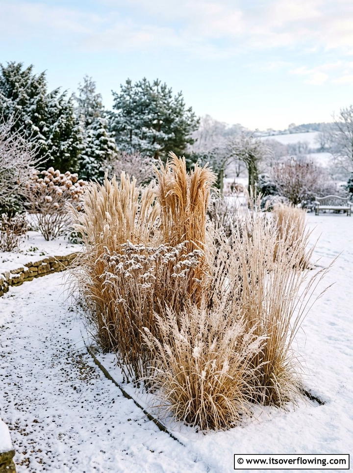 Winter Interest Grass Display - 25 garden design ideas with native grasses