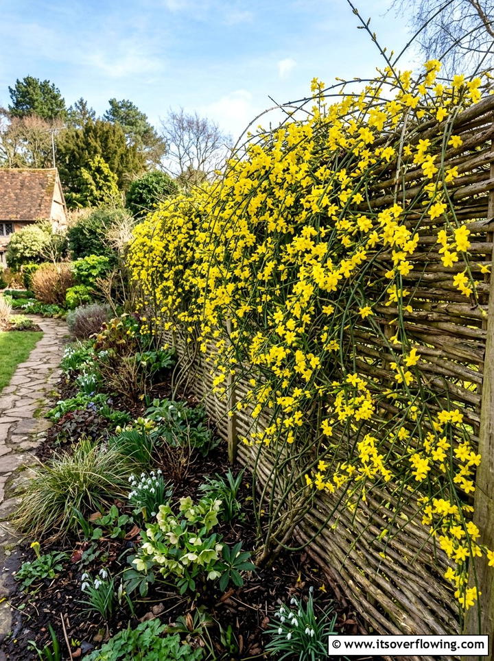 Winter jasmine - 25 creative garden ideas for winter interest
