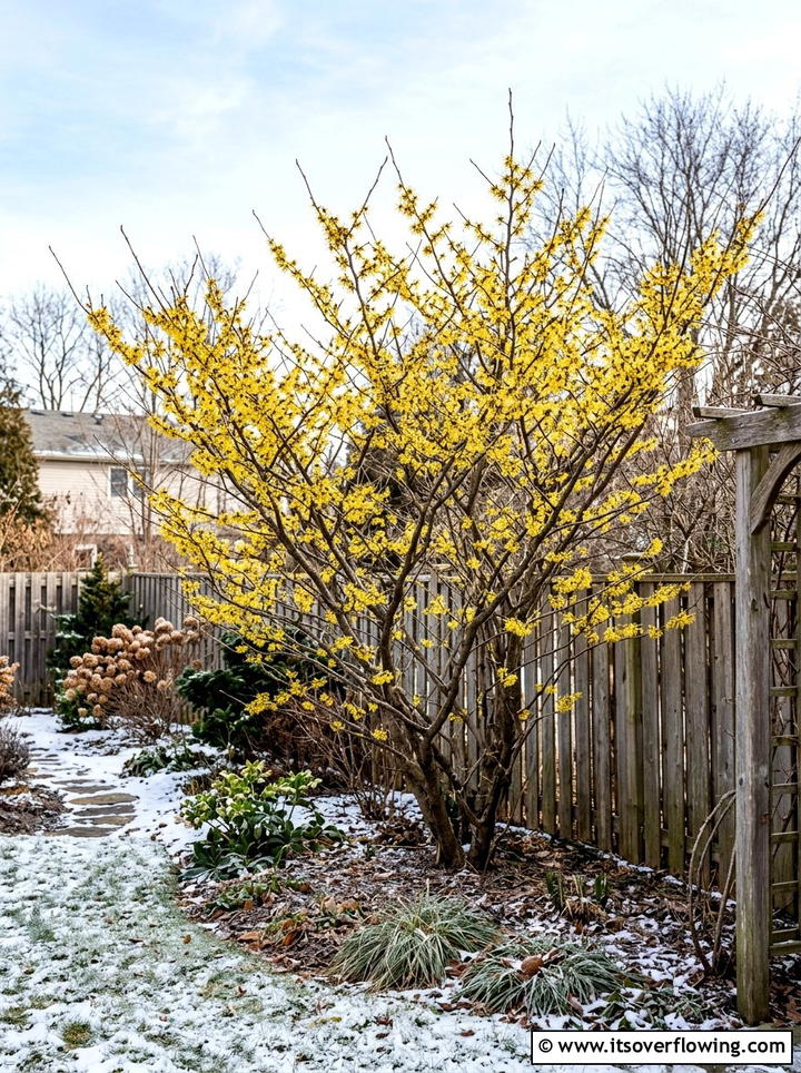 Witch hazel shrubs - 25 creative garden ideas for winter interest
