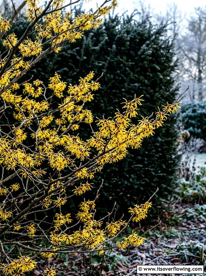 Yellow Witch Hazel - 25 garden ideas for year round color